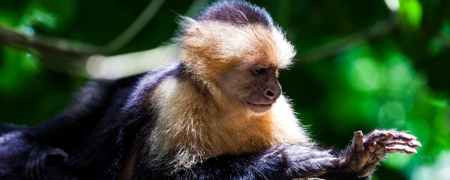 Manuel Antonio National Park 